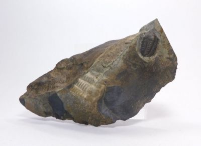 Elipsocephalus hoffi - Jince u Příbrami (24)